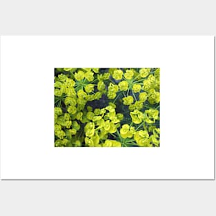 Yellow Spurge Posters and Art